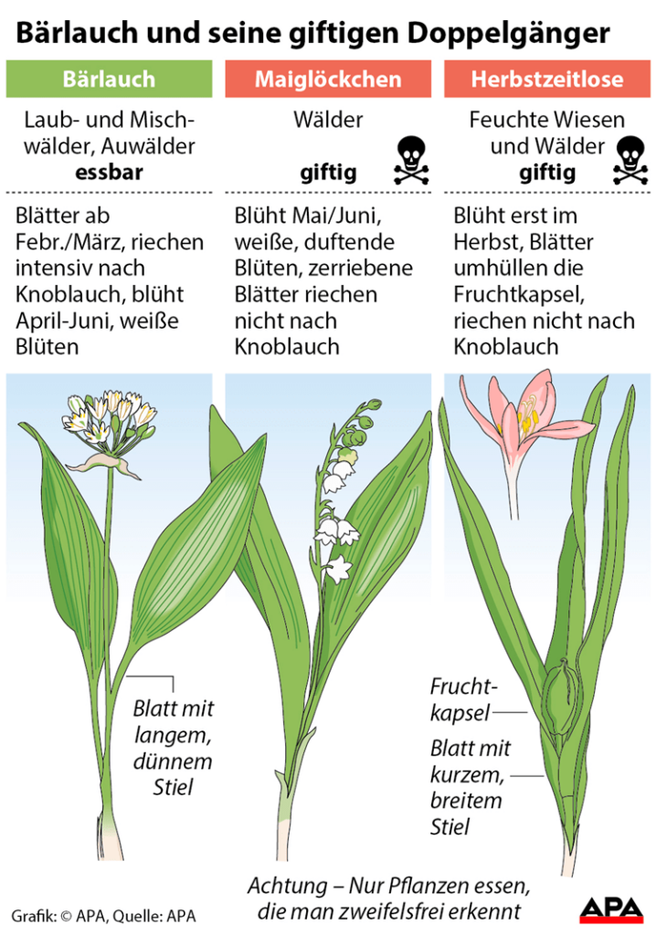 wilder Knoblauch (Bärlauch) Erkennungsmerkmale