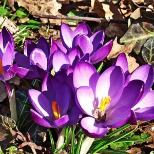 7 Frau Rosenfräulein Mit Rosen Delikat Essen https://rosenprodukte.com 12 von 12
