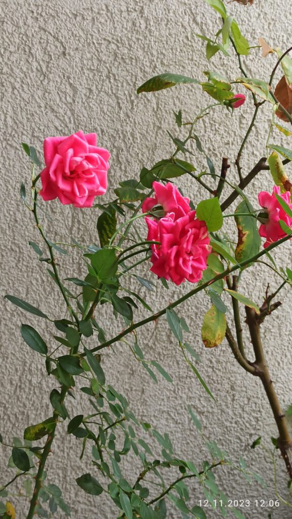 Rose-2