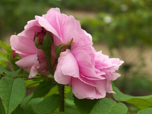 Jacques Cartier begeistert auch durch ihren starken Duft. Ihre stark gefüllten Blüten in reinrosa mit hellerem Rand verzaubert den Betrachter.
