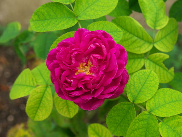 Rose de Resht stark gefüllte rosettenförmige Blüten. Wirken wie Pompons. Leuchtender Farbton zwischen Fuchsia und Purpurrot