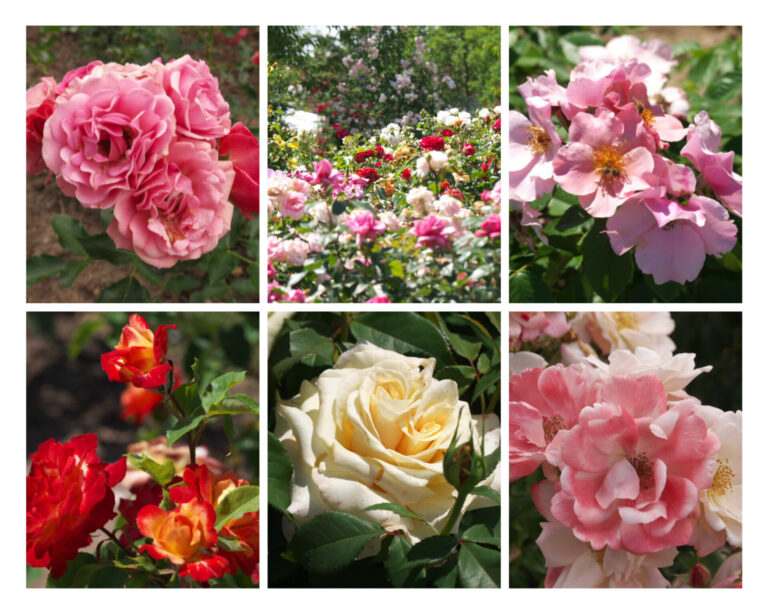 Rose in weiß mit 2 Blütenköpfe, rosane Büschel, Rosenfeld