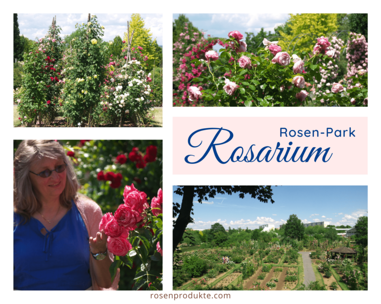 Rosenpark Rosarium Bild von einer Anhöhe über den Park