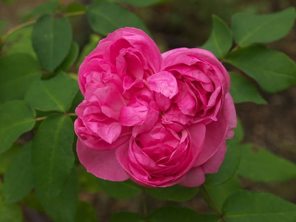 Sidonie Rose, rosarote Knospen, dicht gefüllte, schalenförmige Blüten